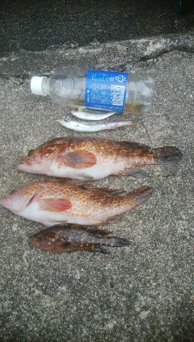 キジハタ2匹、小アジ 小カマス