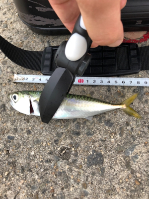 アジング朝練！