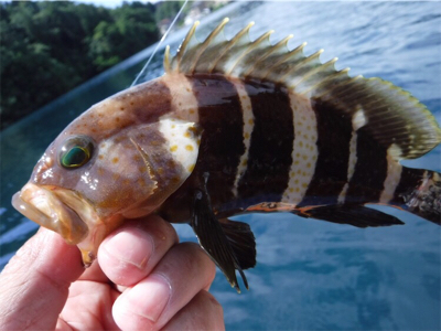 奥能登カヤックでライトロック調査♩