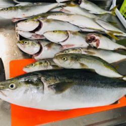 ツバス、ハマチ、爆！！！！