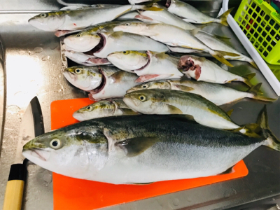 ツバス、ハマチ、爆！！！！