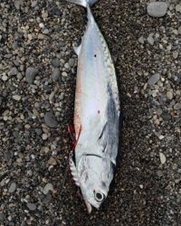 エギングに来たのですが、、、