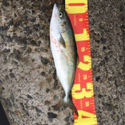 爆釣の噂を聞きつけて