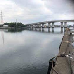 ボラしかいないと思ったけど……