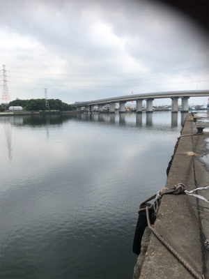 ボラしかいないと思ったけど……