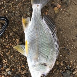 ハゼクラ？チニング？