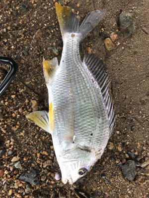 ハゼクラ？チニング？