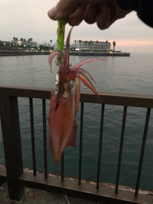 ケンサキイカが釣れてると聞いて…