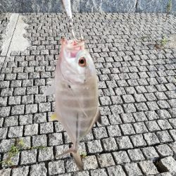 夕マズメ　メッキ