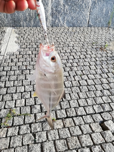 夕マズメ　メッキ