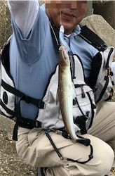 相変わらずツバス狙い