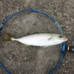 アジの方がいいのに…