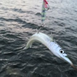 ツバスは少し大きくなってます