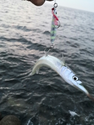 ツバスは少し大きくなってます