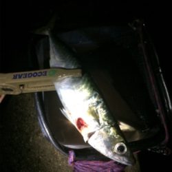 秋アジング復調傾向？