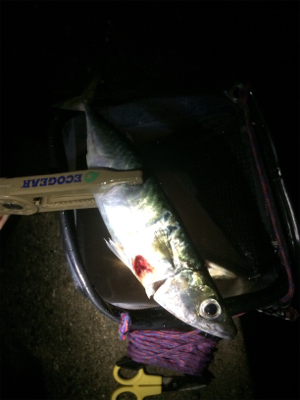 秋アジング復調傾向？