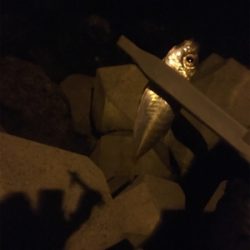 アジングタックルで、アジとアコウ