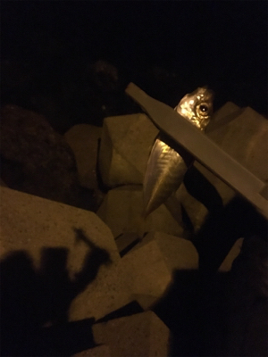 アジングタックルで、アジとアコウ