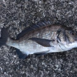 タチウオどこー