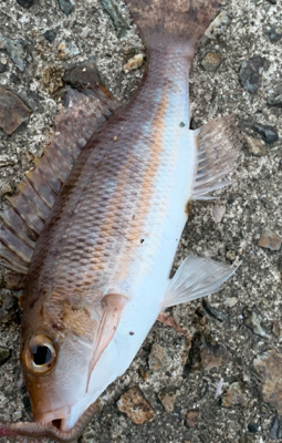 泳がせでアカヤガラ