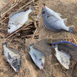 夕方のぶっ込み釣り