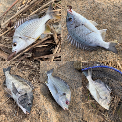 夕方のぶっ込み釣り