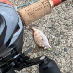 淡路遠征、シオキスチャリコ