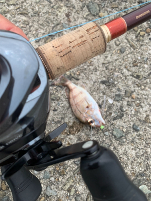 淡路遠征、シオキスチャリコ