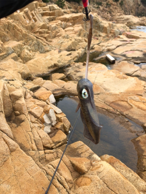 家島アオリイカ