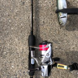 矢倉海岸 アジング   サヨリング