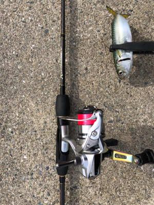 矢倉海岸 アジング   サヨリング