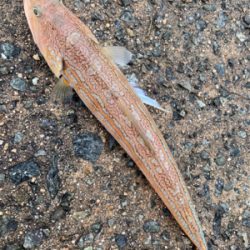 泳がせ釣りでアオハタ