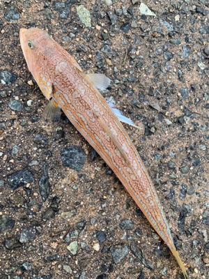 泳がせ釣りでアオハタ