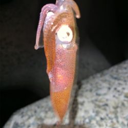 ケンサキイカ⑨