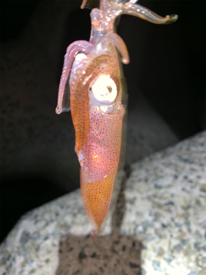 ケンサキイカ⑨