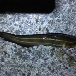 タチウオ狙うも、アタリなし