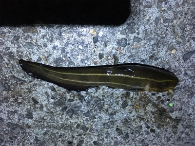 タチウオ狙うも、アタリなし