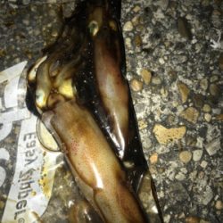 厳しいケンサキ釣り>_<