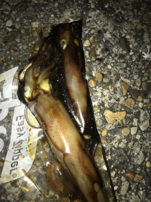 厳しいケンサキ釣り>_<