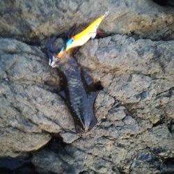 アオリイカ新子調査です。