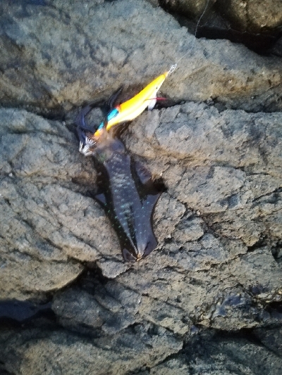 アオリイカ新子調査です。