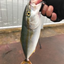 ツバス祭り、ハマチサイズも