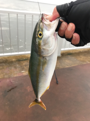 ツバス祭り、ハマチサイズも