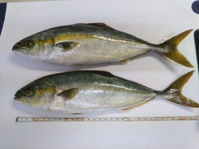 活性…ひくぅ!でもなんとか