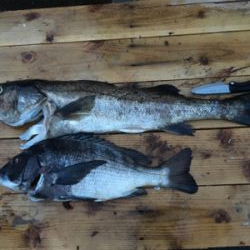 アコウの巣3 飲ませ最強