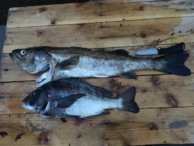 アコウの巣3 飲ませ最強