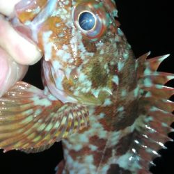 ナイトアジング