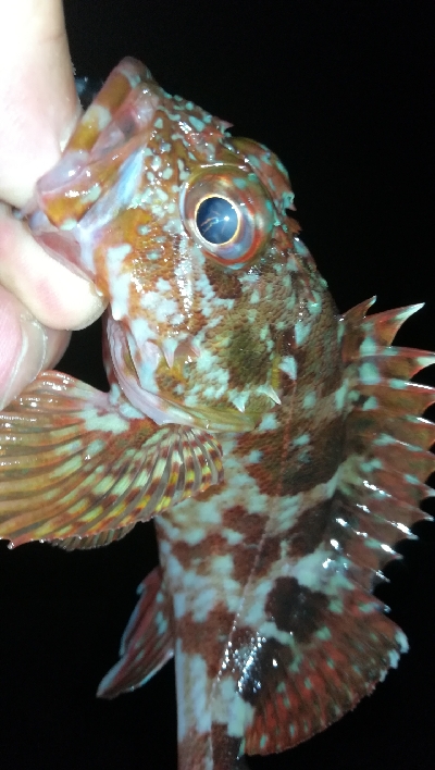 ナイトアジング