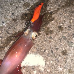 ケンサキイカ⑩