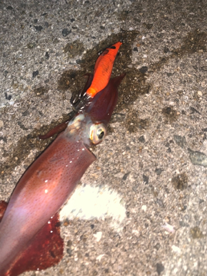 ケンサキイカ⑩